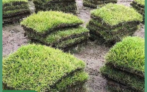 百慕大草坪：耐旱护坡与运动场专用真草皮种植指南