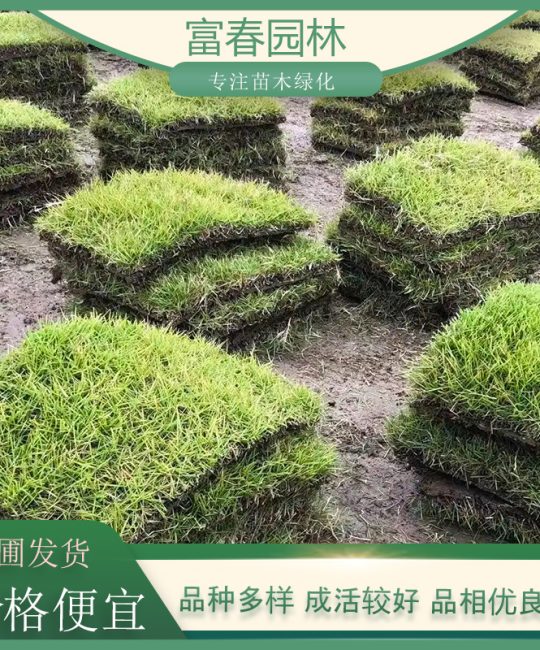 百慕大草坪：耐旱护坡与运动场专用真草皮种植指南