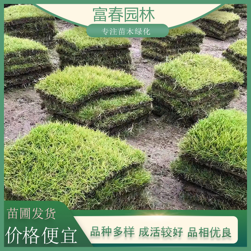 百慕大草坪：耐旱护坡与运动场专用真草皮种植指南