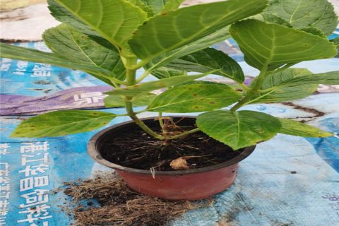 绣球杯苗 2cm地径 1.1年树龄 多色系六月开花