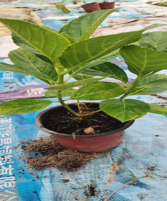 绣球杯苗 2cm地径 1.1年树龄 多色系六月开花