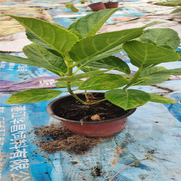 绣球杯苗 2cm地径 1.1年树龄 多色系六月开花