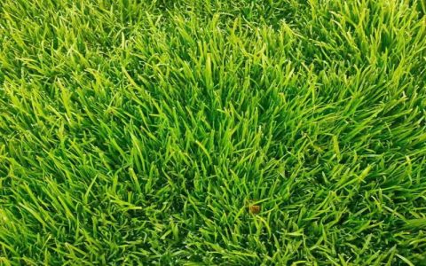 四季青高羊茅种子：矿山复绿与高速公路护坡专用草籽