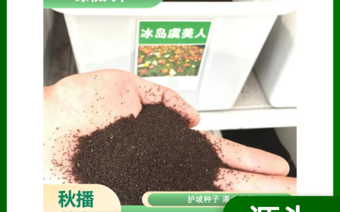 诚品苗圃四季青种子 高纯度混播草花种子 国标批发
