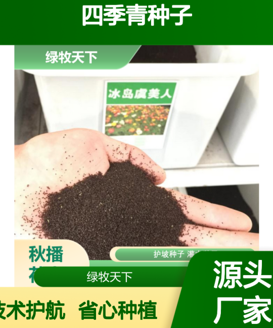 诚品苗圃四季青种子 高纯度混播草花种子 国标批发