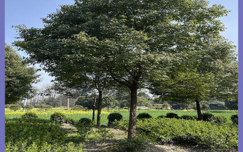 精品香樟 15公分地径常绿景观乔木，园林绿化首选