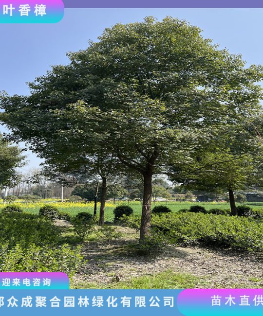 精品香樟 15公分地径常绿景观乔木，园林绿化首选