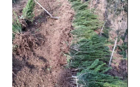 红豆杉小苗 3cm地径常绿园林植物 批量供应