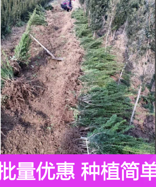 红豆杉小苗 3cm地径常绿园林植物 批量供应