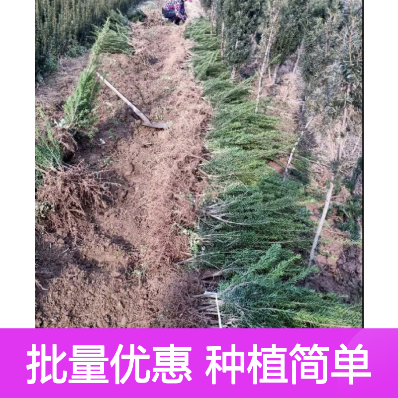 红豆杉小苗 3cm地径常绿园林植物 批量供应