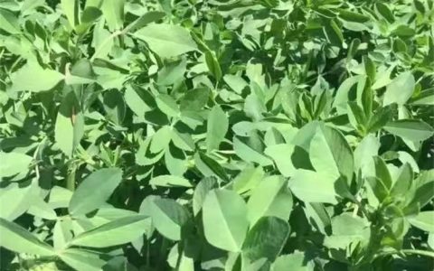 紫花苜蓿种子：高蛋白牧草与固土护坡的优选