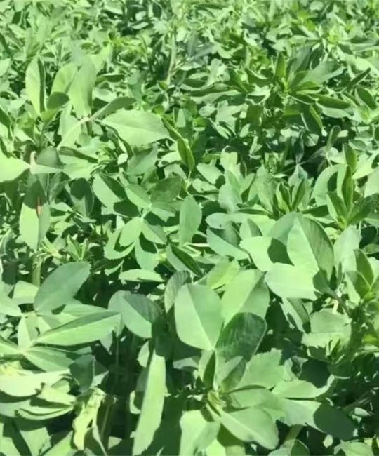 紫花苜蓿种子：高蛋白牧草与固土护坡的优选