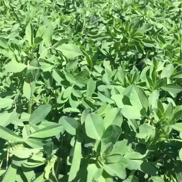 紫花苜蓿种子：高蛋白牧草与固土护坡的优选