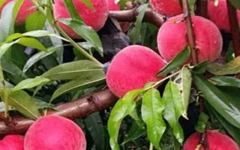 红沙瓤蜜桃苗 2cm地径一级嫁接苗 露地高产种植推荐