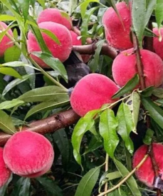 红沙瓤蜜桃苗 2cm地径一级嫁接苗 露地高产种植推荐