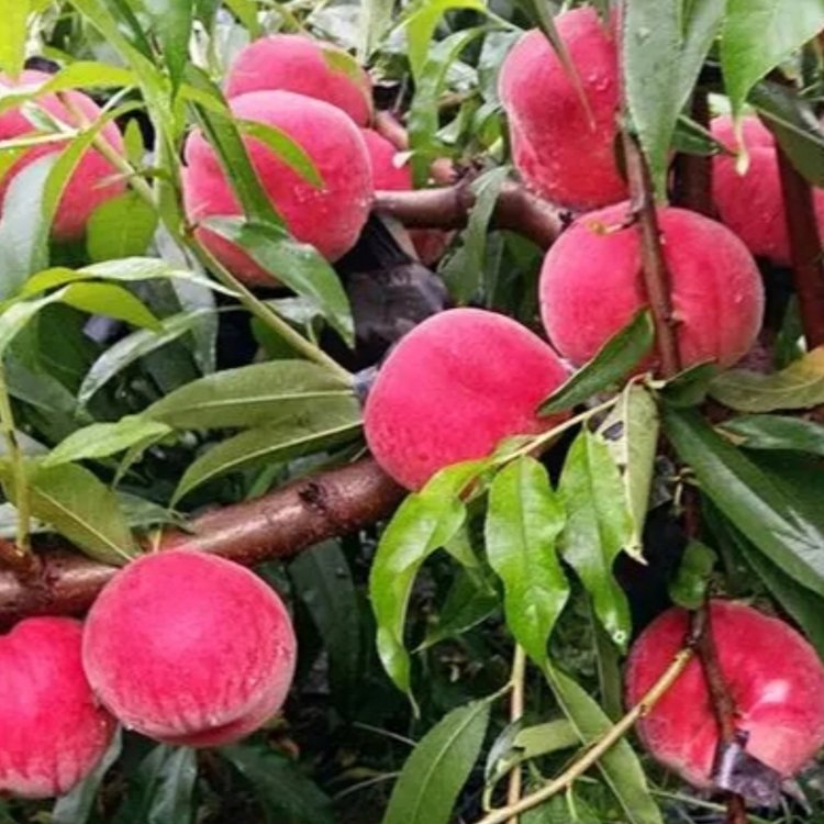 红沙瓤蜜桃苗 2cm地径一级嫁接苗 露地高产种植推荐