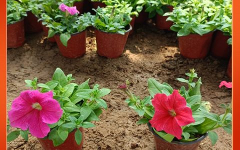 红牵牛花 诚品苗圃工程苗 花色鲜艳 花镜花坛美化