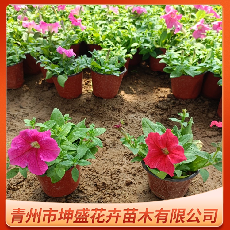 红牵牛花 诚品苗圃工程苗 花色鲜艳 花镜花坛美化