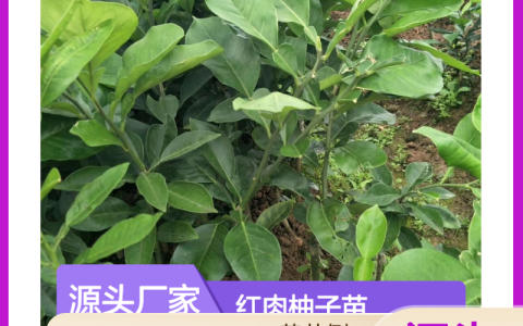 红肉柚子苗种植指南：垫江白柚一级嫁接苗高产栽培要点