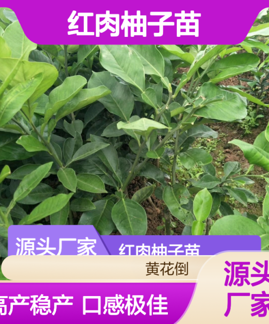 红肉柚子苗种植指南：垫江白柚一级嫁接苗高产栽培要点