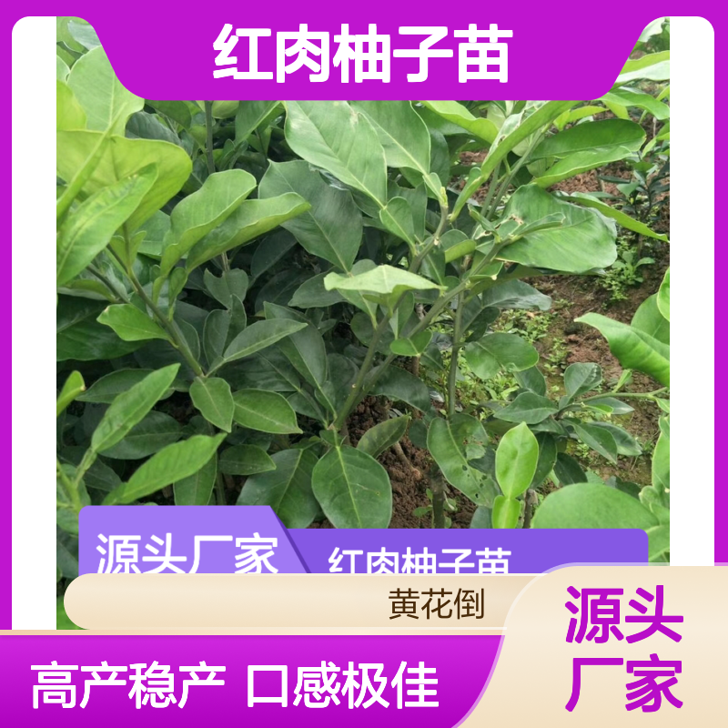 红肉柚子苗种植指南：垫江白柚一级嫁接苗高产栽培要点