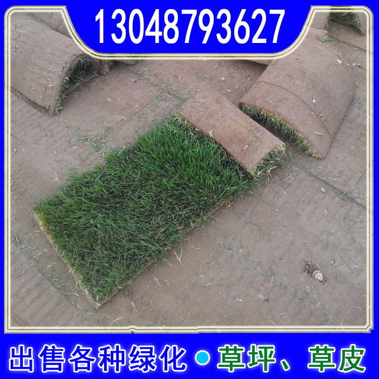 结缕马尼拉草坪果岭草百慕大混播 墨绿色耐践踏 公园绿化专用