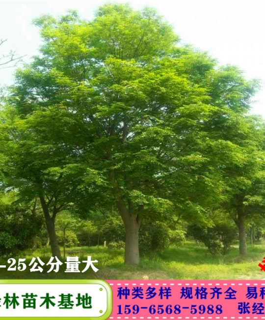 红榉树规格 8-10公分地径 全冠移栽苗 园林绿化行道树