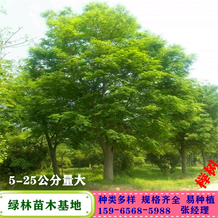 红榉树规格 8-10公分地径 全冠移栽苗 园林绿化行道树