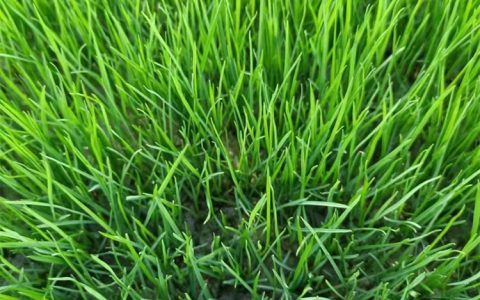 诚品苗圃一级混播草籽：耐旱狗牙根与白三叶黄金配比，绿化观赏首选