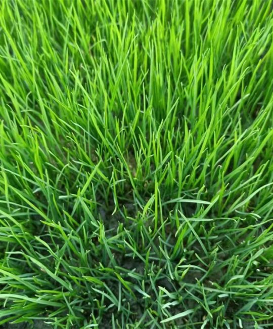 诚品苗圃一级混播草籽：耐旱狗牙根与白三叶黄金配比，绿化观赏首选