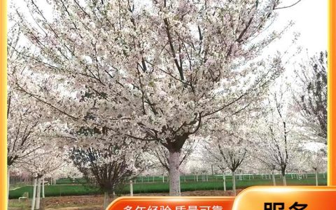 诚品苗圃早樱树 12-25公分 行道风景树 高成活率 易成活生长快