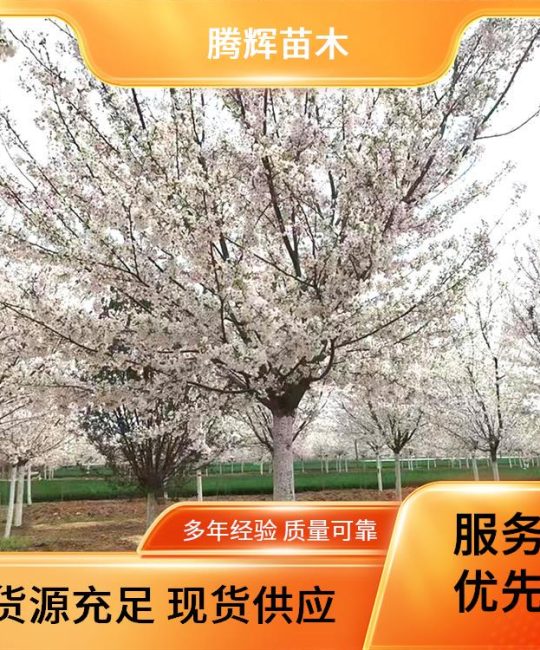 诚品苗圃早樱树 12-25公分 行道风景树 高成活率 易成活生长快