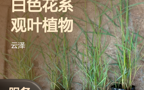 多芽芦苇种苗 白色花系观叶植物 喜阳多芽 全国露地栽培适用