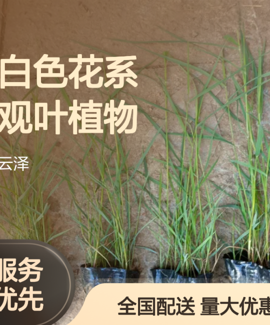 多芽芦苇种苗 白色花系观叶植物 喜阳多芽 全国露地栽培适用