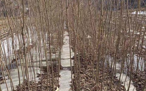 九角枫苗：辽宁产地一年生秋色叶庭院绿化观赏植物