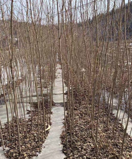 九角枫苗：辽宁产地一年生秋色叶庭院绿化观赏植物