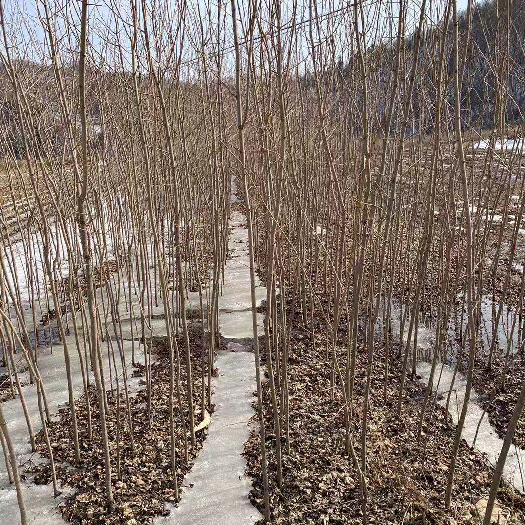 九角枫苗：辽宁产地一年生秋色叶庭院绿化观赏植物