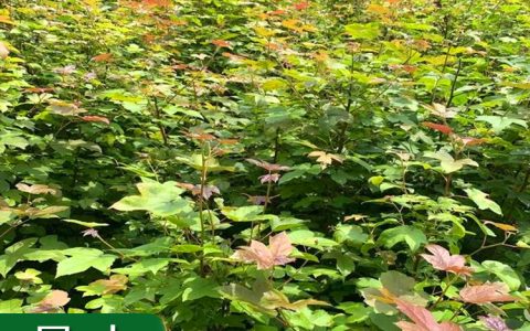 枫香树苗 20胸径落叶观叶树 移植苗绿化苗木