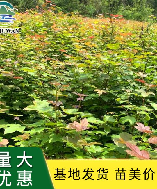 枫香树苗 20胸径落叶观叶树 移植苗绿化苗木
