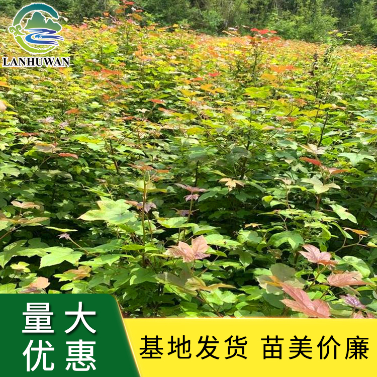 枫香树苗 20胸径落叶观叶树 移植苗绿化苗木