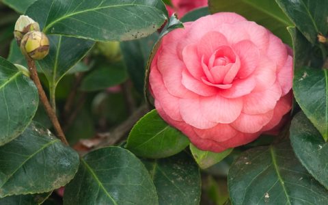 诚品苗圃茶花30cm地径红系花期5月园林绿化苗木