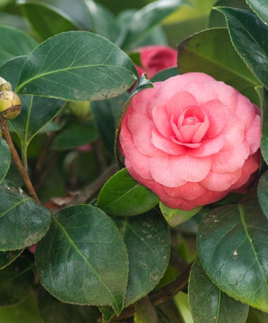 诚品苗圃茶花30cm地径红系花期5月园林绿化苗木