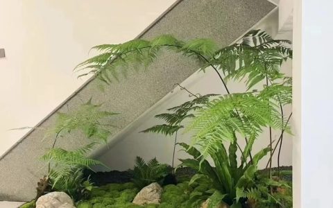 龟背竹 办公室绿植盆栽 土培净化空气 常见室内装饰