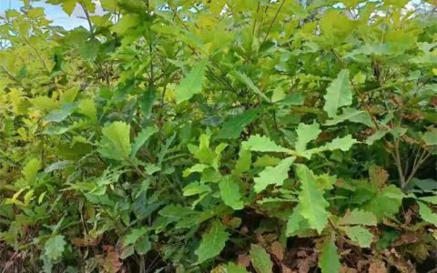 蒙古栎苗 10cm胸径湿地绿化用大苗 诚品苗圃供应