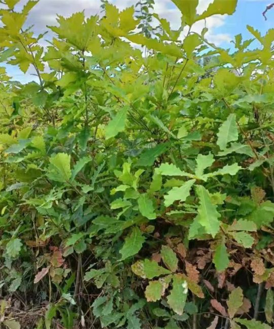 蒙古栎苗 10cm胸径湿地绿化用大苗 诚品苗圃供应