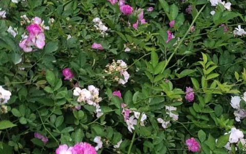 诚品苗圃蔷薇种苗：3个月苗龄基地直供，庭院民宿景观首选
