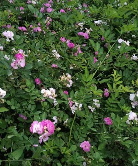 诚品苗圃蔷薇种苗：3个月苗龄基地直供，庭院民宿景观首选