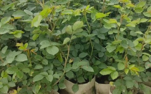 诚品苗圃红帽月季盆栽苗：2cm地径1.2年苗，阳台庭院四季开花