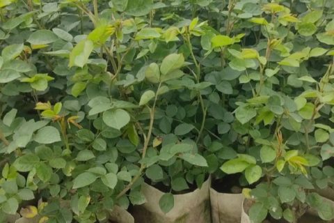 诚品苗圃红帽月季盆栽苗：2cm地径1.2年苗，阳台庭院四季开花