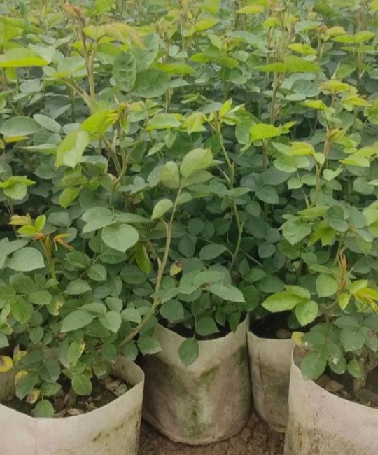 诚品苗圃红帽月季盆栽苗：2cm地径1.2年苗，阳台庭院四季开花
